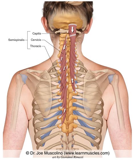 semispinalis muscle|More.